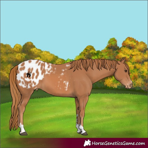 Horse Color:Chestnut Blanket 