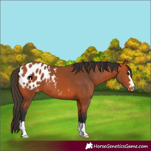 Horse Color:Bay Blanket 