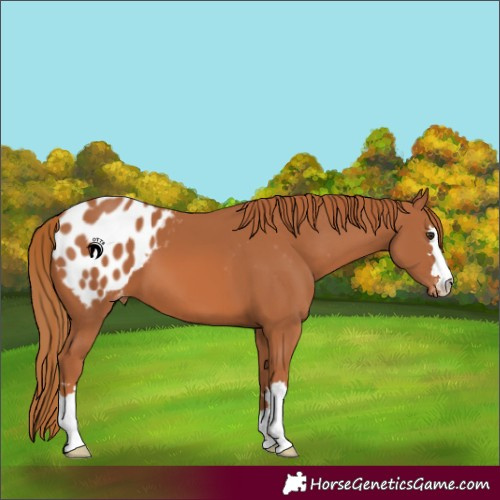 Horse Color:Chestnut Blanket 