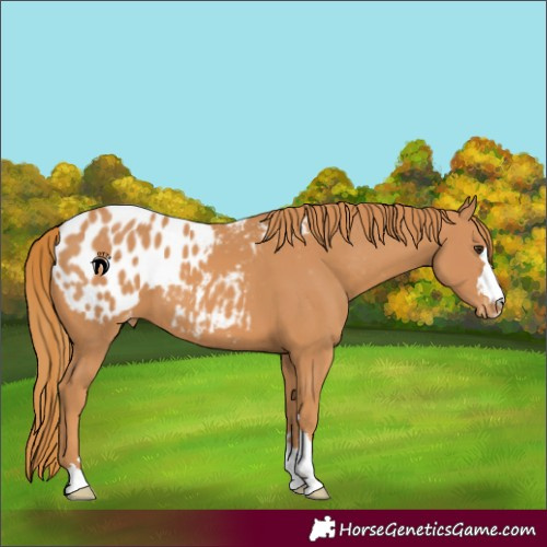 Horse Color:Chestnut Blanket