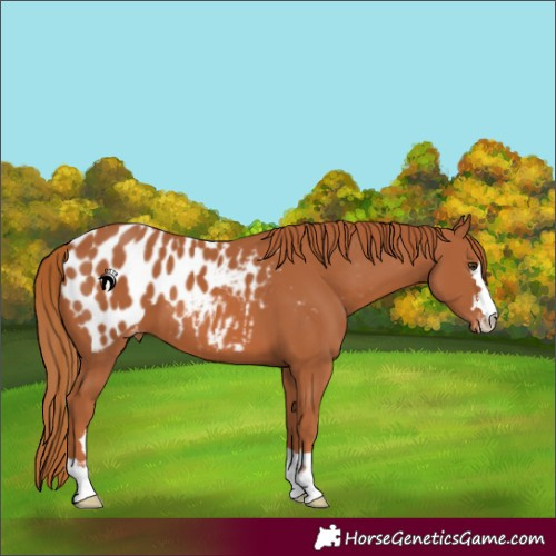 Horse Color:Chestnut Blanket