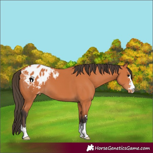 Horse Color:Bay Blanket