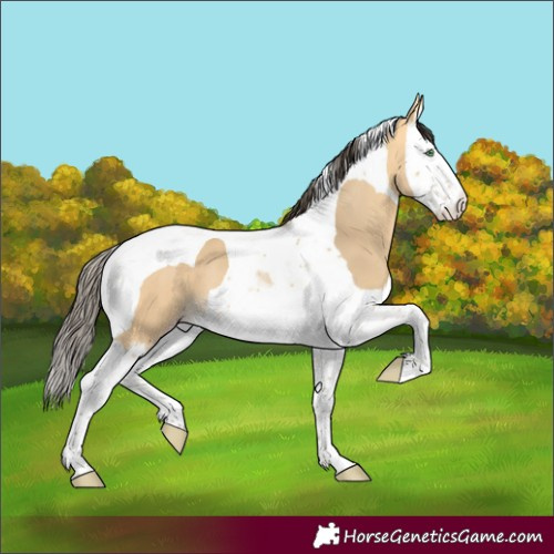 Horse Color:Amber Cream Champagne Splash Tobiano