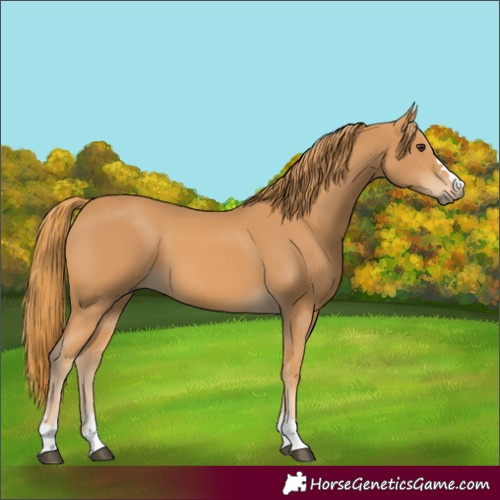 Horse Color:Chestnut 