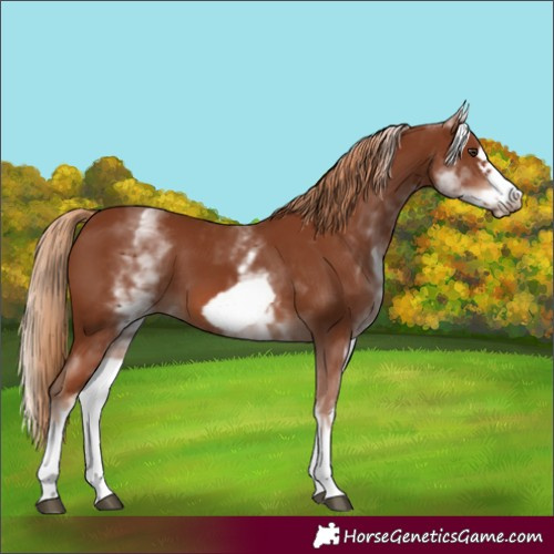 Horse Color:White Spotted Chestnut Frame