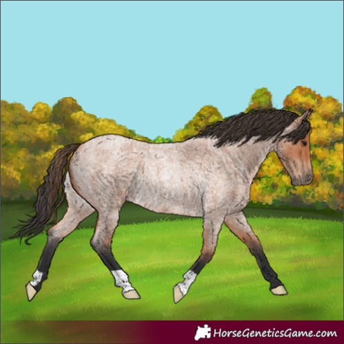 Horse Color:Bay Roan Rabicano