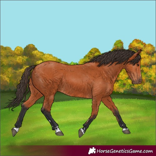 Horse Color:Bay 