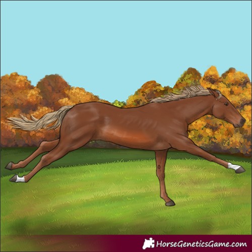 Horse Color:Chestnut 