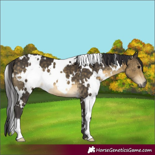 Horse Color:White Spotted Buckskin