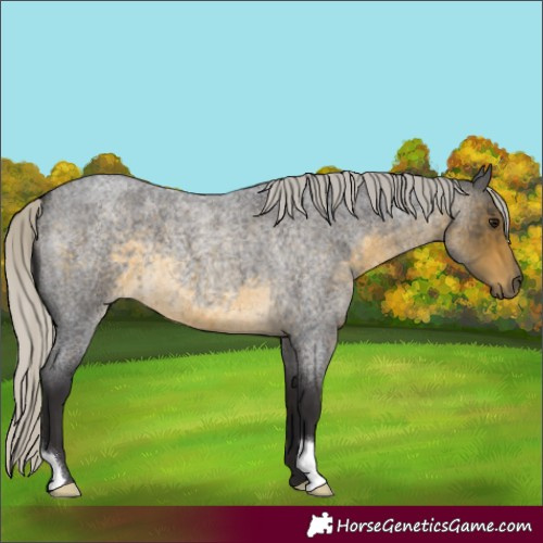 Horse Color:Silver Buckskin Roan 