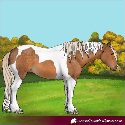 Horse Color:Chocolate Palomino Tobiano 