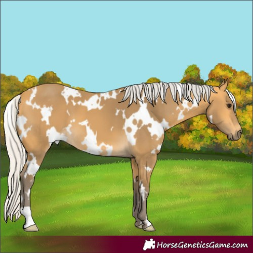 Horse Color:White Spotted Silver Buckskin