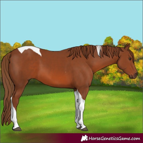 Horse Color:Chestnut Tobiano