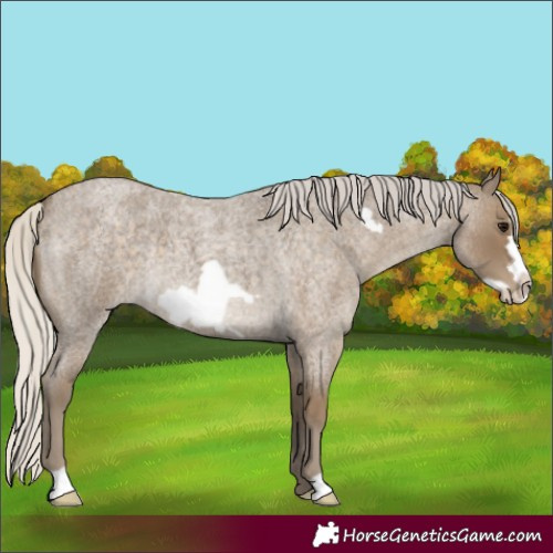 Horse Color:Silver Smoky Blue Roan Frame 