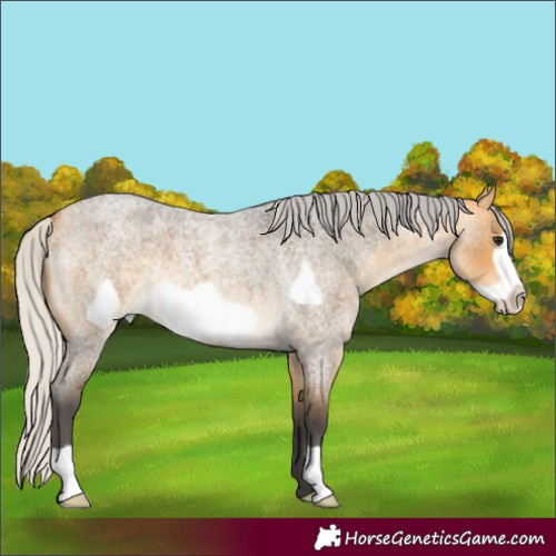Horse Color:Silver Buckskin Roan Frame