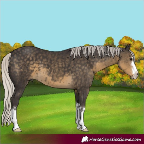 Horse Color:Silver Smoky Black