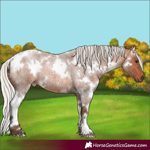 Horse Color:White Spotted Silver Bay Roan 