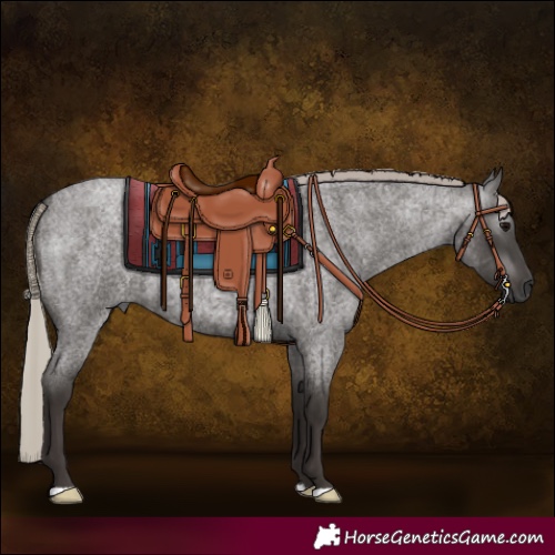 Horse Color:Gray Silver Blue Roan 