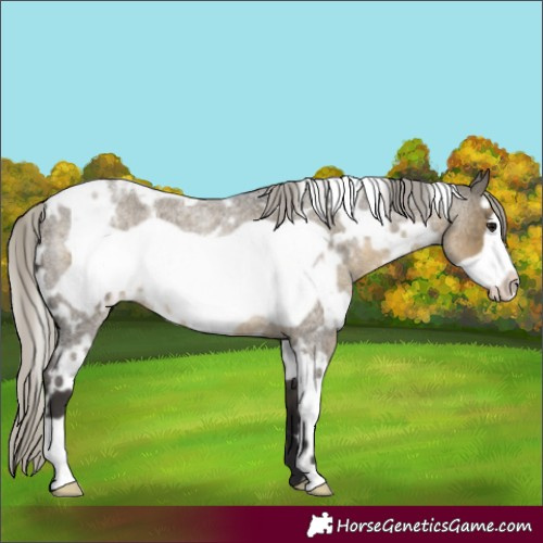 Horse Color:White Spotted Silver Smoky Grullo Roan Frame 
