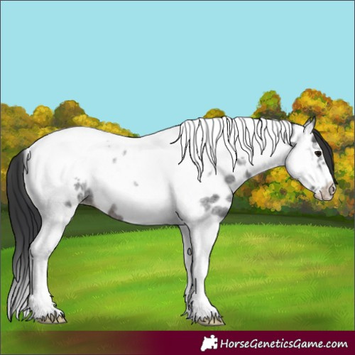 Horse Color:Brown Roan Tobiano Frame Leopard 