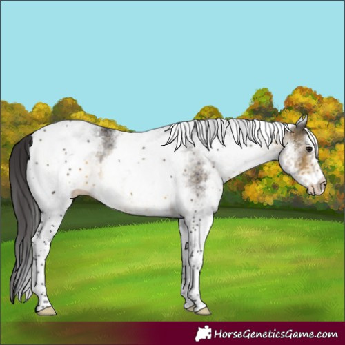 Horse Color:White Spotted Buckskin 