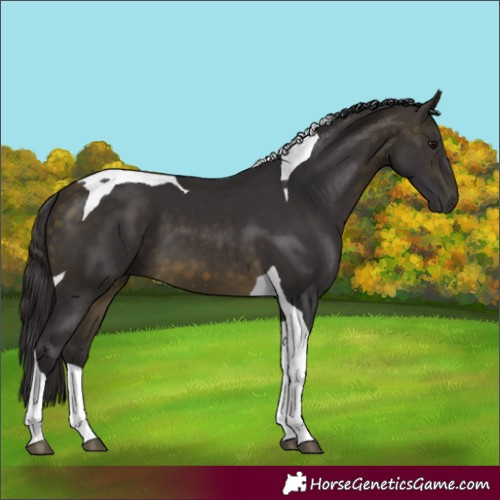 Horse Color:Buckskin Tobiano 