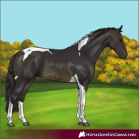 Horse Color:Buckskin Tobiano