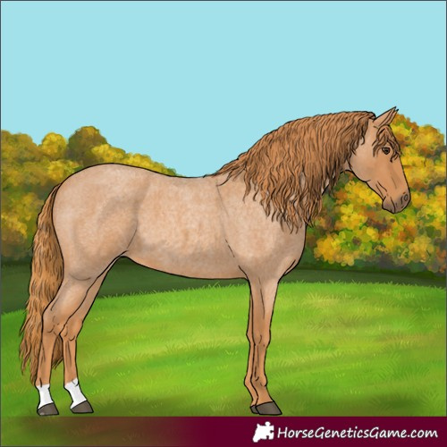 Horse Color:Red Roan