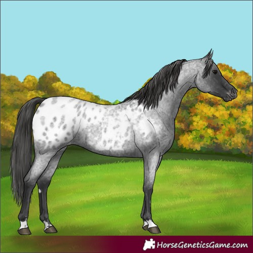 Horse Color:Blue Roan Appaloosa 