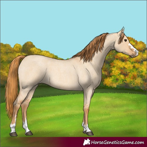 Horse Color:Red Dun Roan