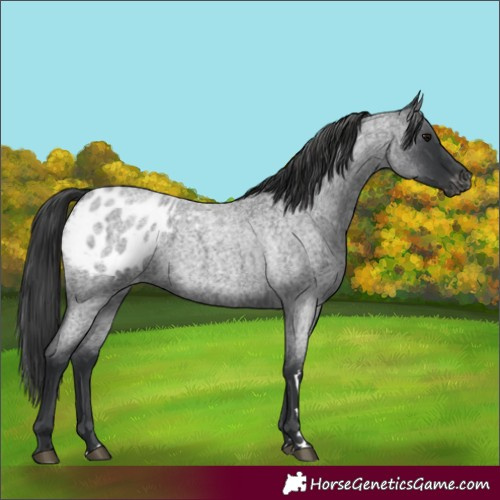 Horse Color:Blue Roan Appaloosa