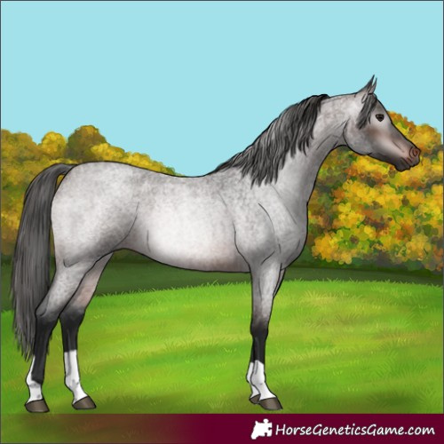 Horse Color:Gray Bay Roan