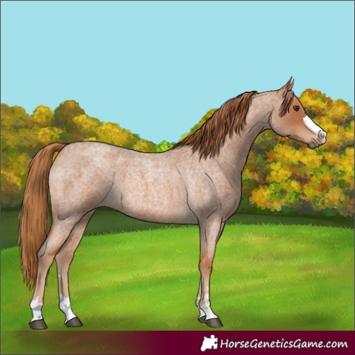 Horse Color:Red Roan 