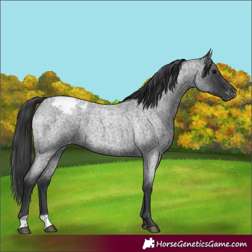 Horse Color:Blue Roan Appaloosa