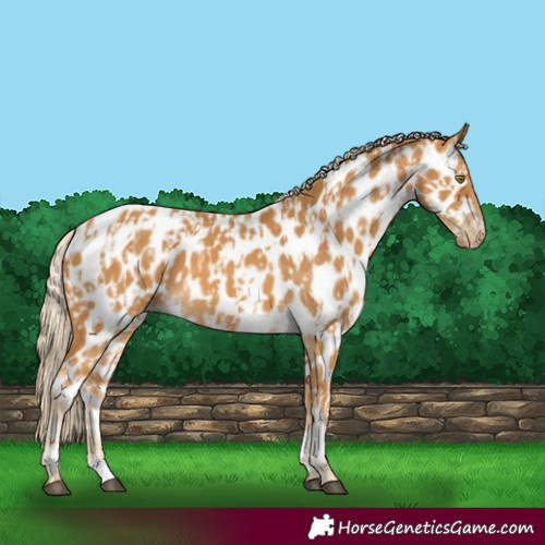Horse Color:Palomino Near Leopard  and Palomino Near Leopard 