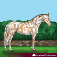 Horse Color:Palomino Near Leopard and Palomino Near Leopard