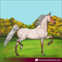Horse Color:Silver Bay Roan 