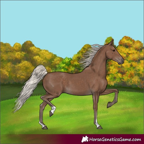 Horse Color:Silver Black
