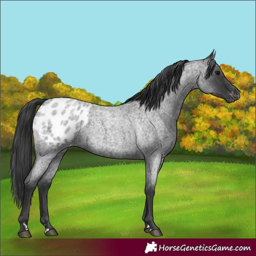 Horse Color:Blue Roan Appaloosa