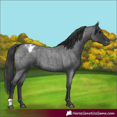 Horse Color:Blue Roan Appaloosa