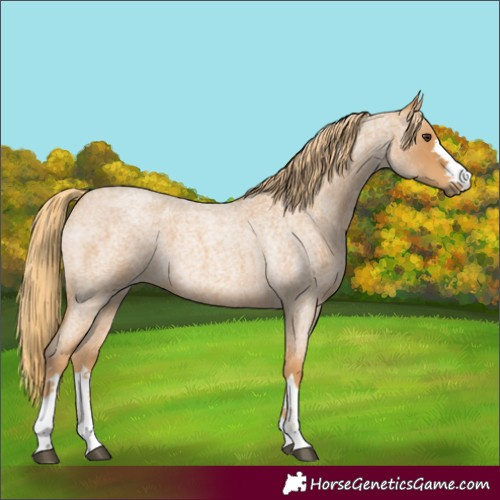 Horse Color:Red Roan