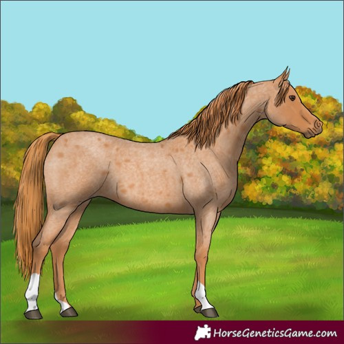 Horse Color:Red Roan
