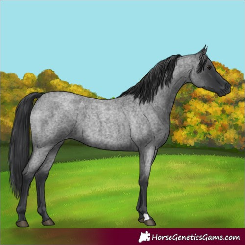 Horse Color:Blue Roan 