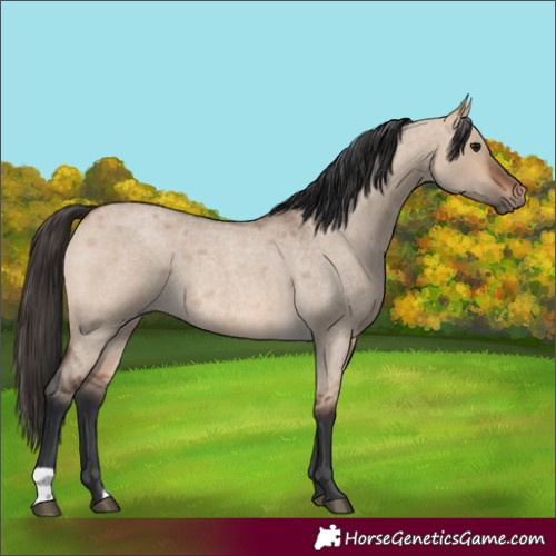 Horse Color:Bay Roan Dun