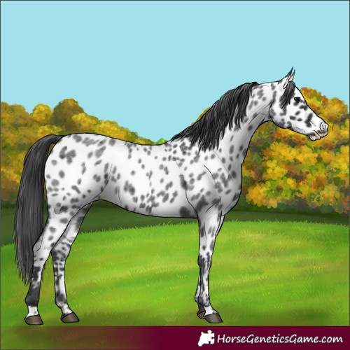 Horse Color:Blue Roan Near Leopard 