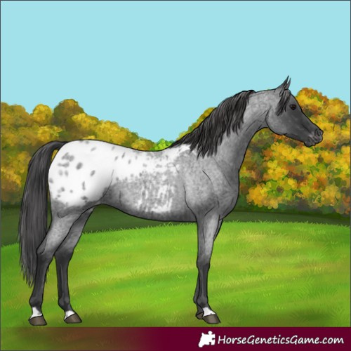 Horse Color:Blue Roan Blanket