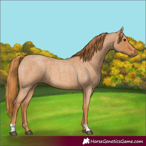 Horse Color:Red Roan