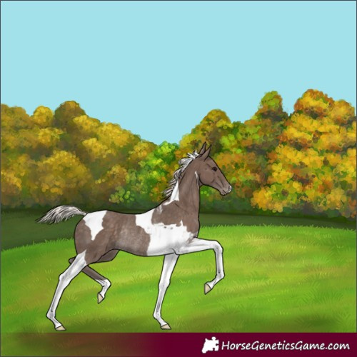 Horse Color:Silver Black Tobiano Appaloosa Rabicano