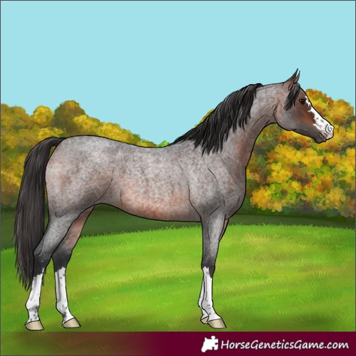 Horse Color:Brown Roan