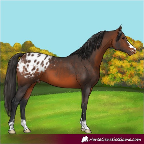 Horse Color:Brown Varnish 